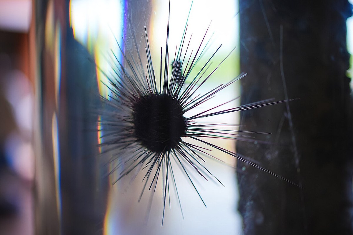 A sea urchin in an exhibit tank at Bangsaen Aquarium