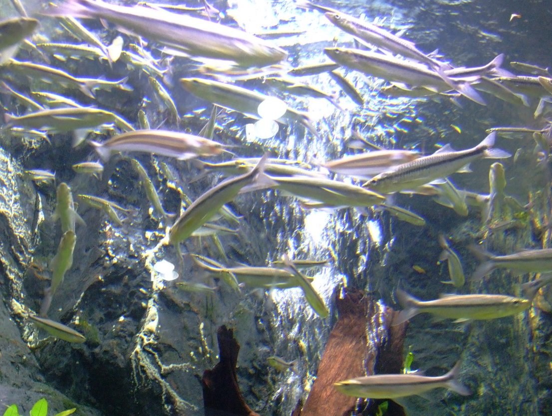 A school of fish swimming in an exhibit tank at Bueng Chawak Aquarium