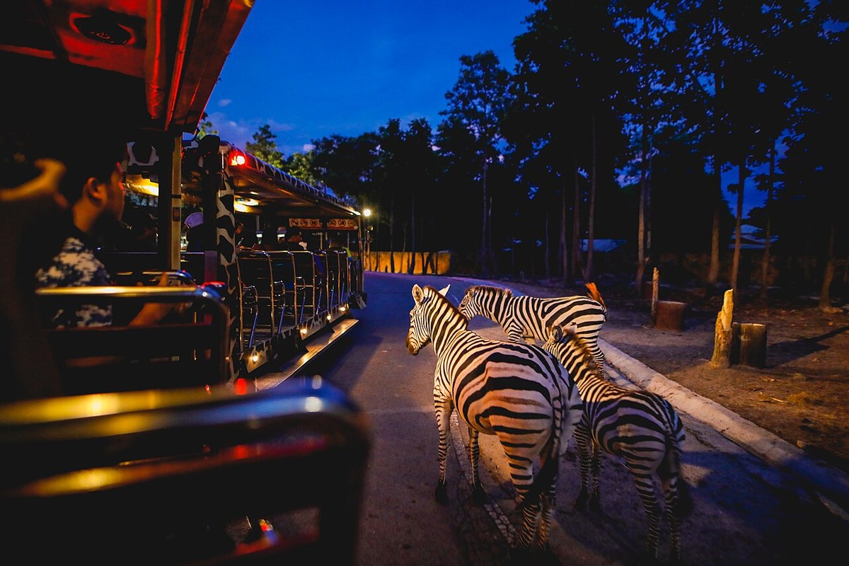 A zebra beside a visitor vehicle at Chiang Mai Night Safari