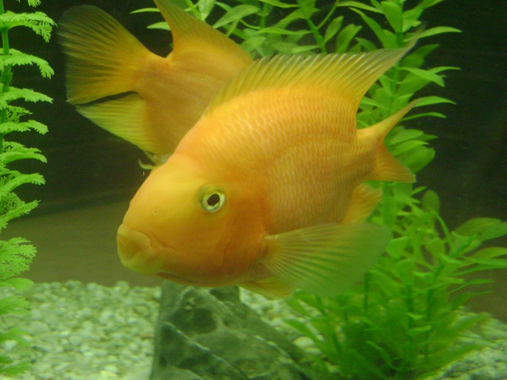 Yellow fish in a tank at Phuket Aquarium