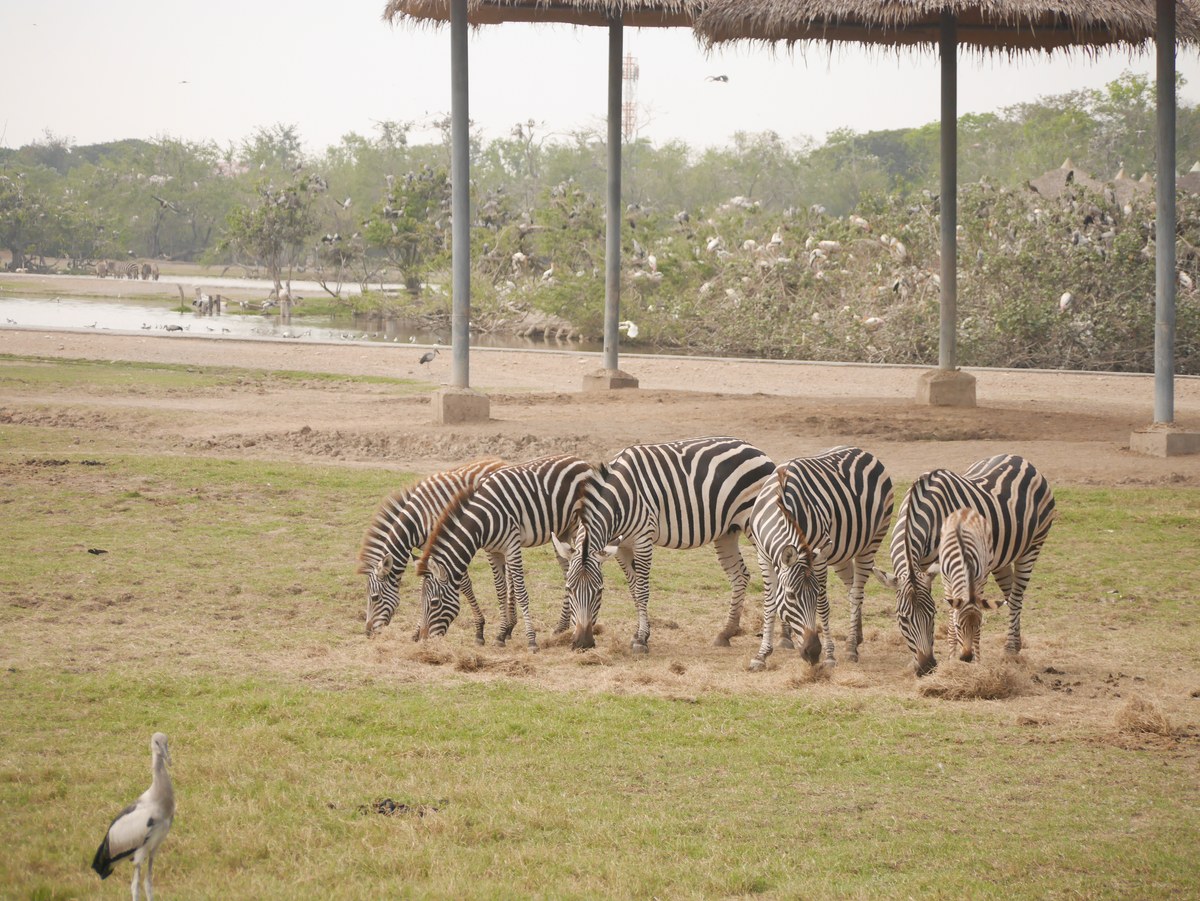 Zebras grazing at Safari World