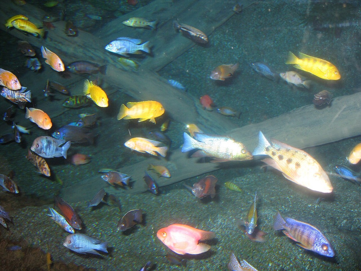 Fish in a Siam Ocean World tank (now SEA LIFE Bangkok)