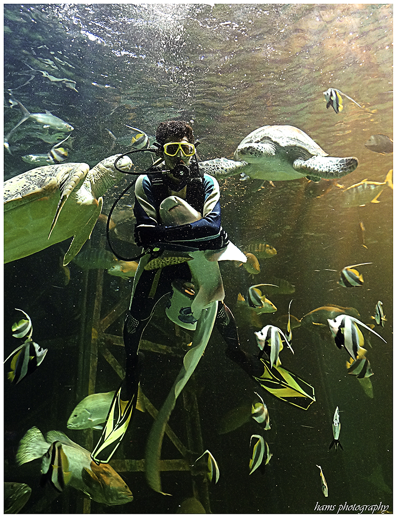 Diver, turtles and fish at Songkhla Aquarium — photographed in 2012