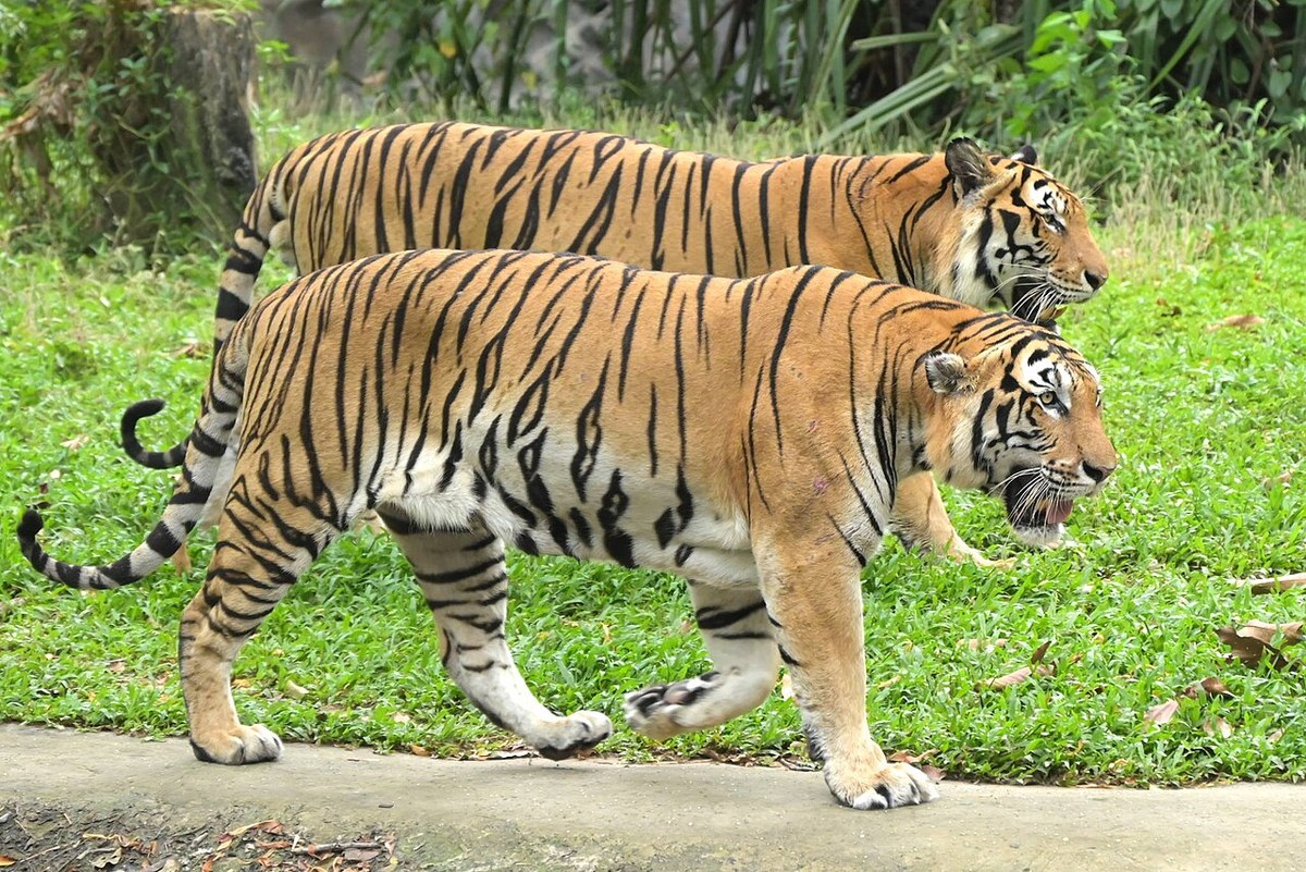 Two tigers walking side by side at Ubon Ratchathani Zoo