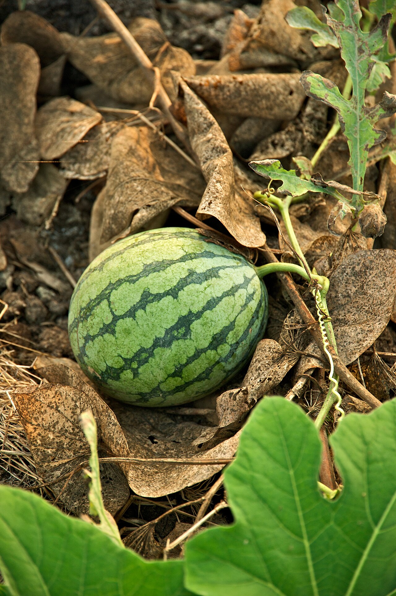 수박의 모습